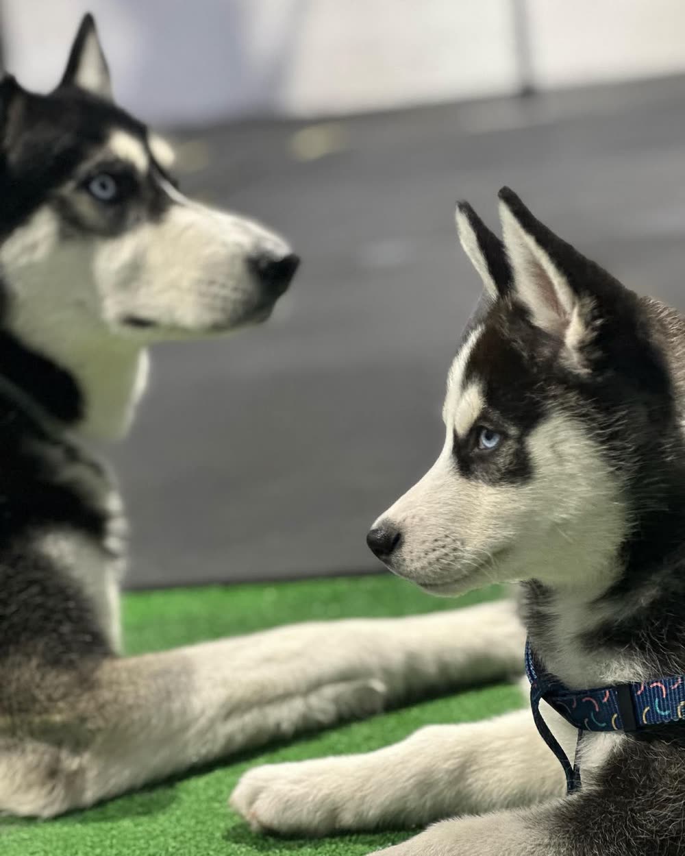 Dino y Rex, los dos huskies del box, tumbados en el césped artificial